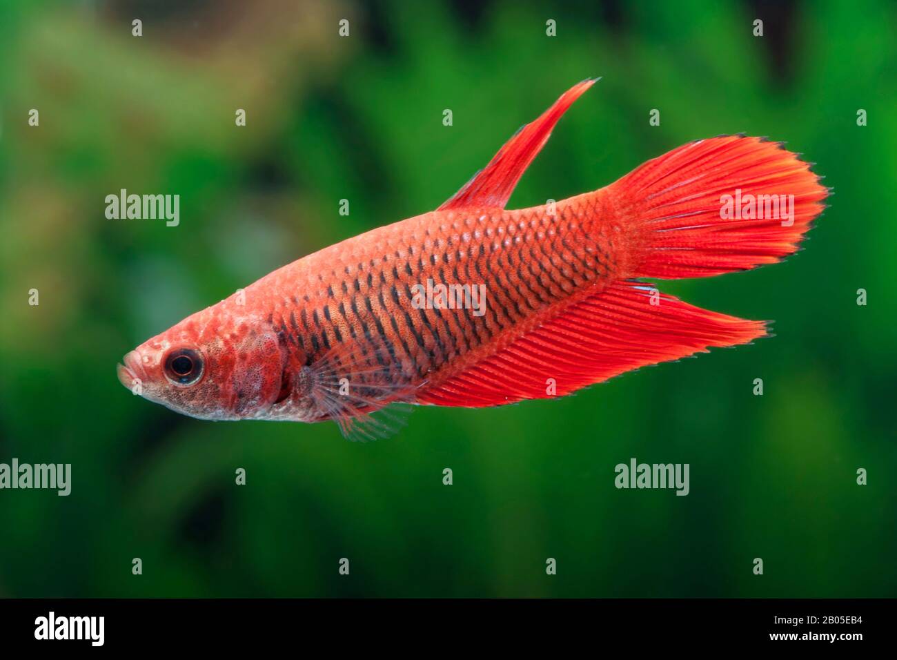 Siamesischer Kampffisch, siamesischer Kämpfer (Betta splendens), rote Rasse Stockfoto