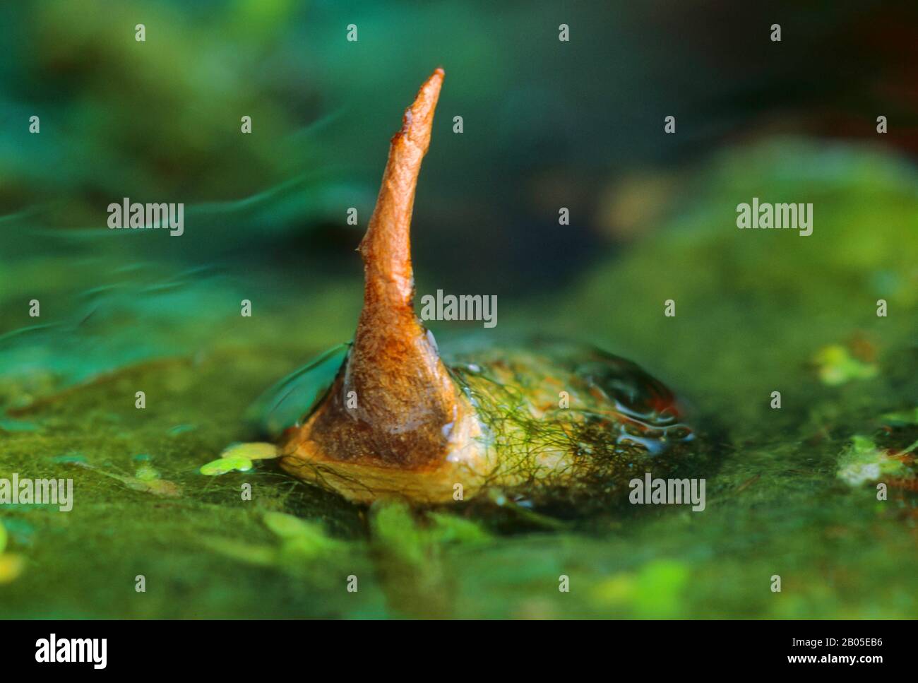 Größerer Silberkäfig, Großer Schwarzwasserkäfer, Großer Silberwasserkäfer, Tauchwasserkäfer (Hydrophilus piceus, Hydröser Piceus), Kokon, Deutschland Stockfoto