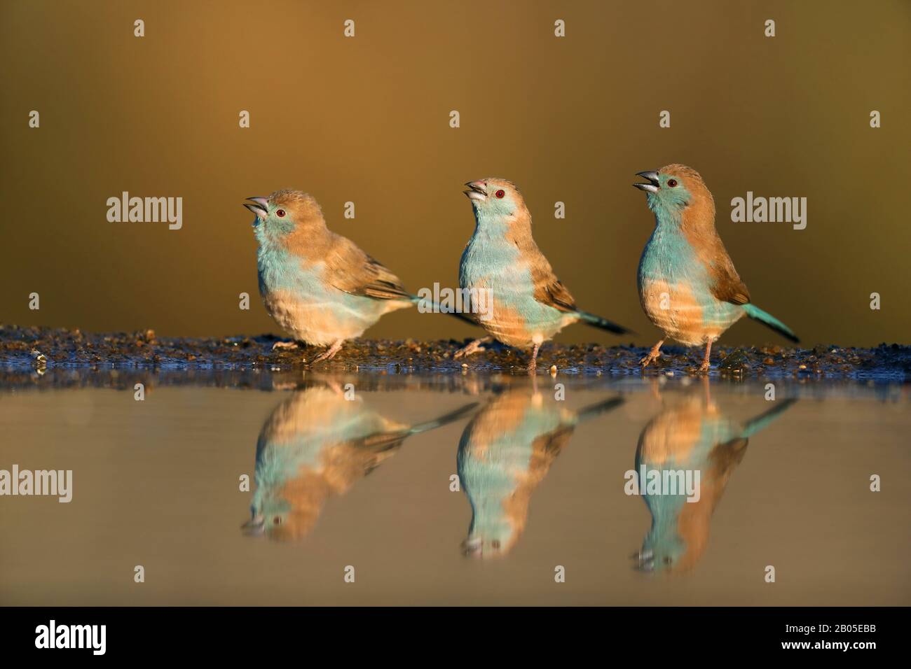 Blauer Wachsbill, Südblauer Wachsbill, blaureihiger Wachsbill, Südliches Kordonbleu, blaugekekeltes Kordonbleu, blaureihiger Kordonbleu, Angola-Cordon-bleu (Uraeginthus angolensis), Gruppe am Wasserplatz mit Spiegelbild, Südafrika, Kwazulu-Natal, Zimanga Game Reserve Stockfoto