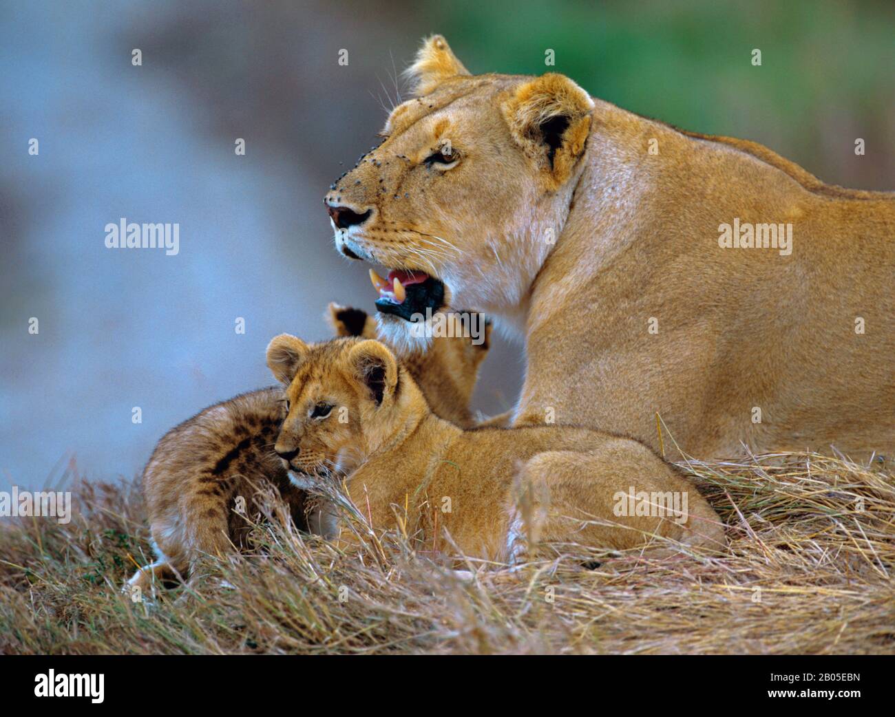 Lion (Panthera leo), Löwin mit zwei Löwenpuppen, Afrika Stockfoto