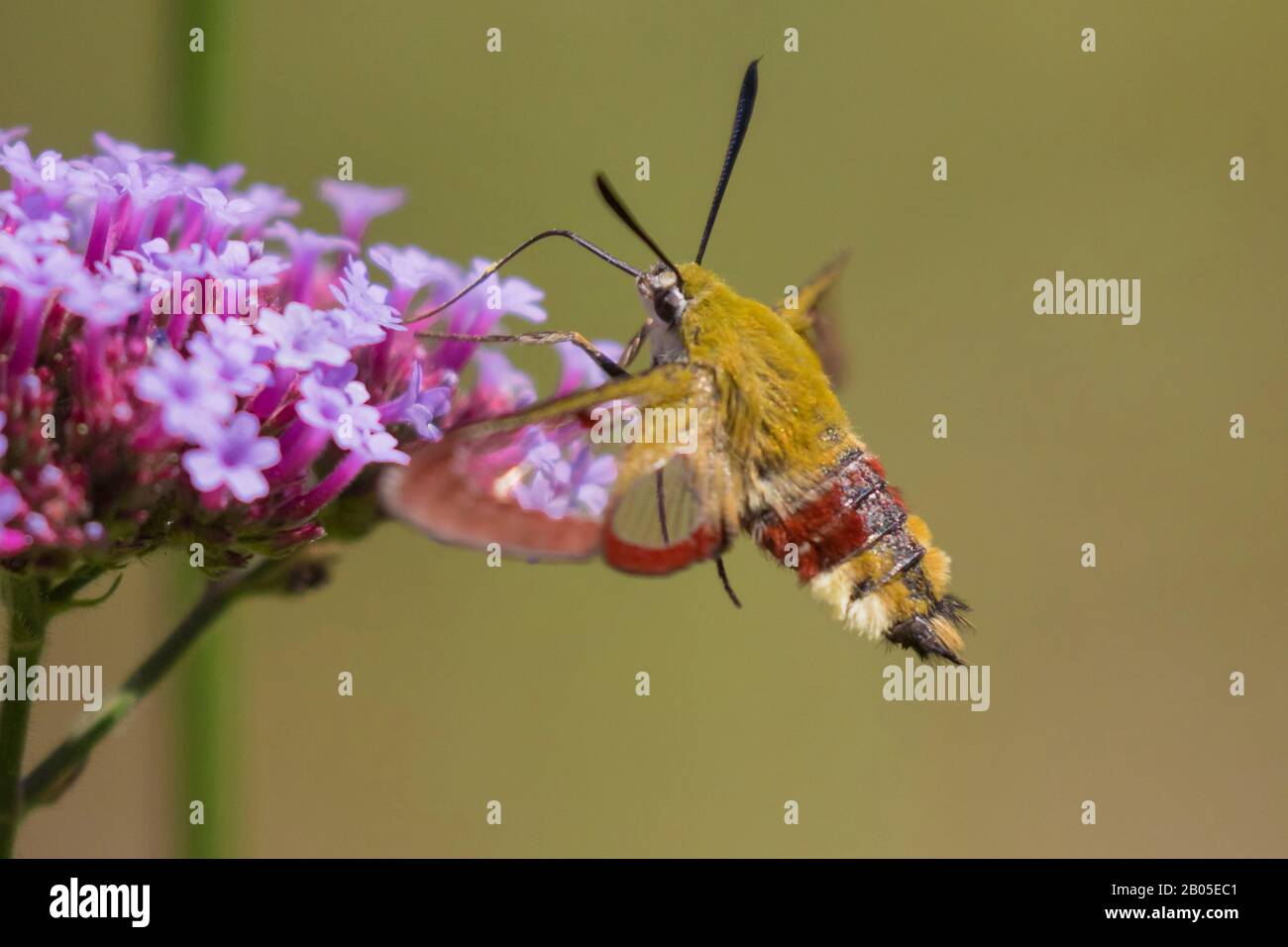 Bunt umgrenzte Biene Habicht-Motte, Breit umrandete Bienenfalter (Hemaris fuciformis, Haemorrhagia fuciformis), saugt Nektar von Blumen in der Flucht, Deutschland, Bayern, Niederbayern Stockfoto