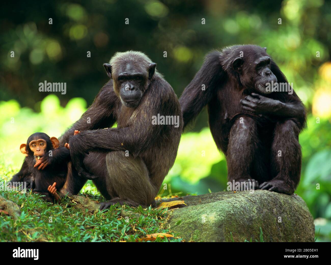 Gemeiner Schimpanse (Pan troglodytes), zwei Schimpansen, die zusammen mit einem Jungtier auf einem Felsbrocken sitzen Stockfoto