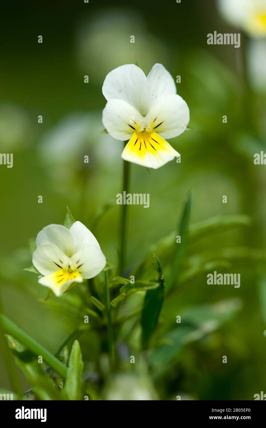 Kultivierte Pansie, Feldpansie, kleine Wildpanse (Viola arvensis), Blumen, Deutschland Stockfoto