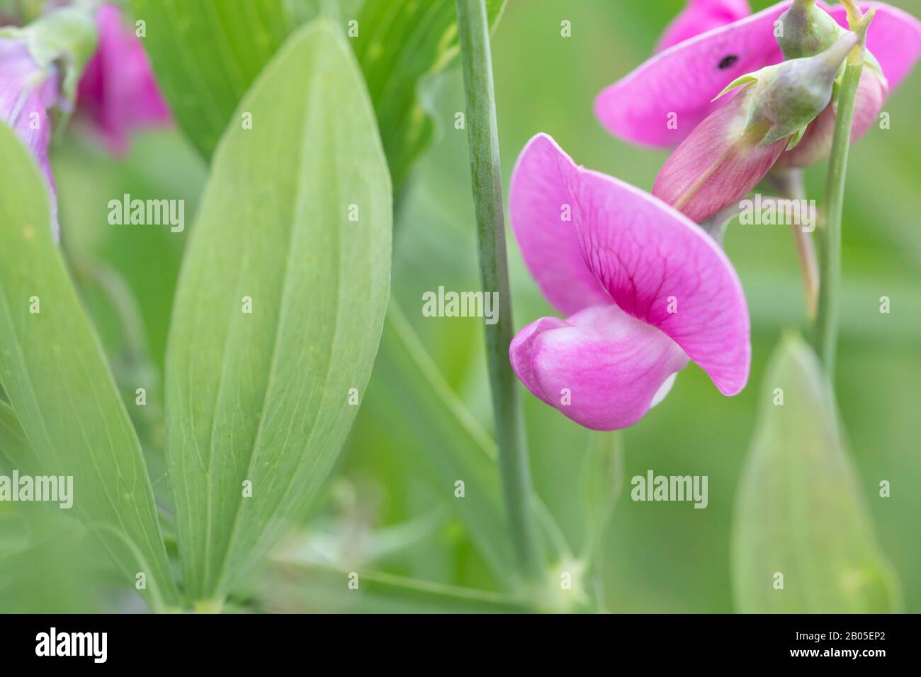 Mehrjährige Erbse, Breitblättrige Pfirsich, Immerwährende Erbse, Mehrjährige Süße Erbse, Mehrjährige Pfirsich (Lathyrus latifolius), Blumen, Deutschland, Bayern Stockfoto