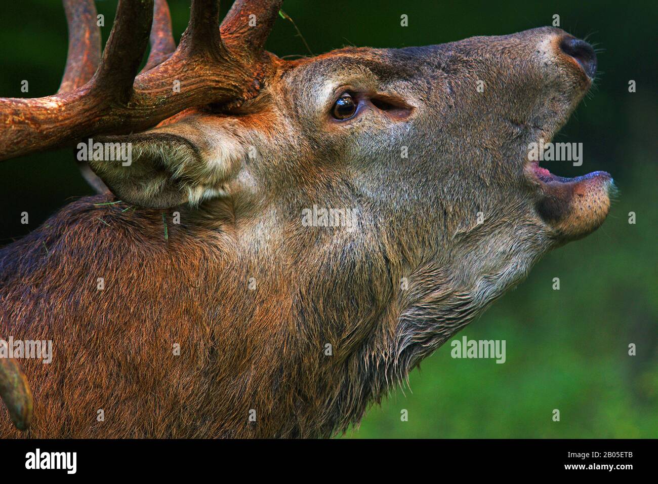 Rothirsch (Cervus Elaphus), brüllenden Hirsch, Deutschland Stockfoto