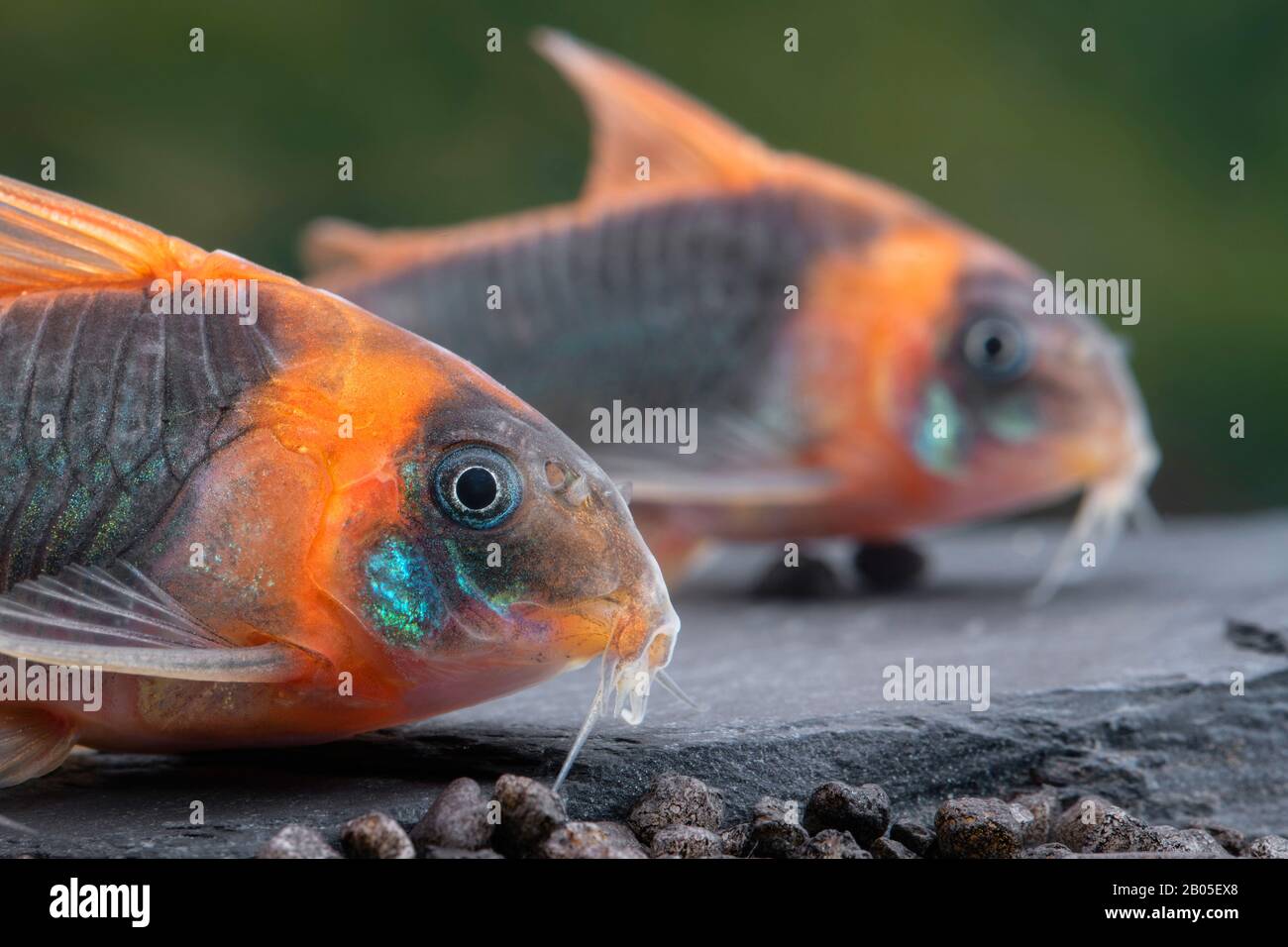 Corydoras Catfish (Corydoras eques), auf felsigem Grund, Porträt Stockfoto
