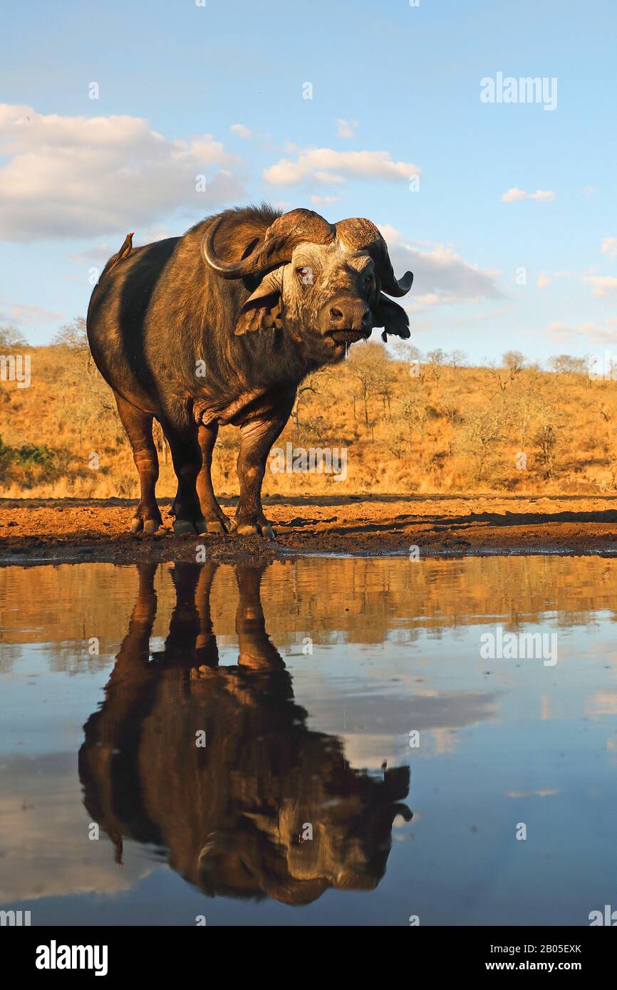 Afrikanischer Büffel (Syncerus caffer), am Wasserloch mit Spiegelbild, Südafrika, Kwazulu-Natal, Zimanga Game Reserve Stockfoto