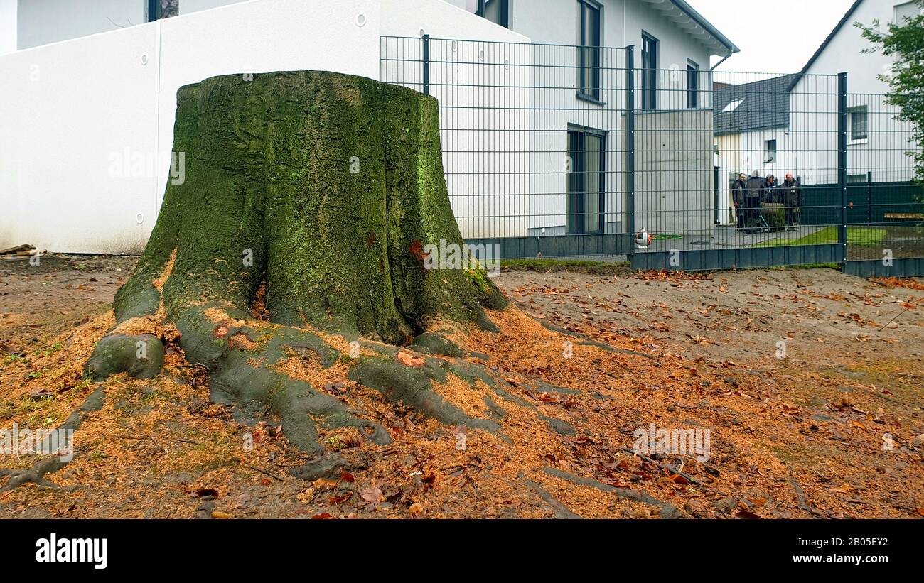 Gewöhnliche Buche (Fagus sylvatica), gerobener Straßenbaum, Deutschland Stockfoto