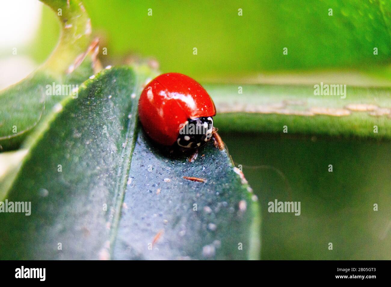 Damenbug auf einem Makroportrait mit grünem Blatt Stockfoto