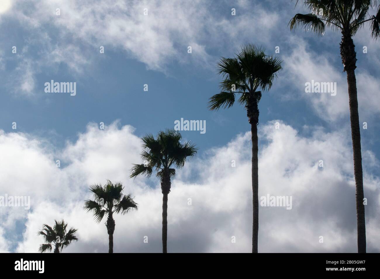 Palmen sind ein häufiger Anblick rund um die Bay Area in Kalifornien. Stockfoto