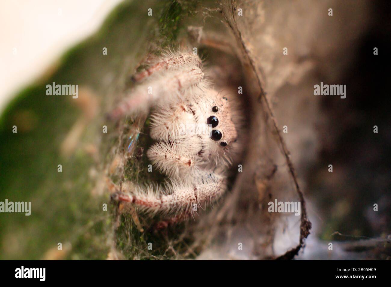 Springende Spinne auf seinem Netto-Makroportrait Stockfoto