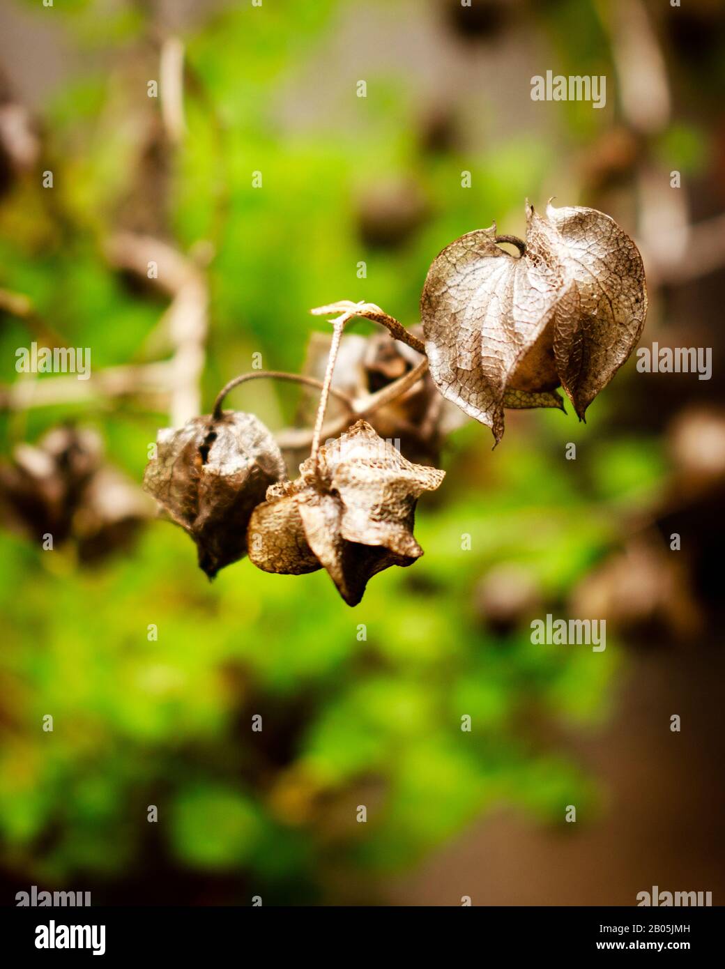 Trockenes Blatt Makroporträt Stockfoto