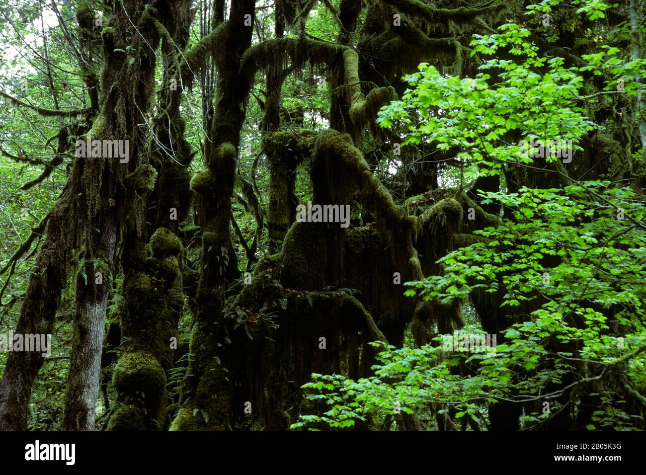 USA, WASHINGTON, OLYMPISCHER NATIONALPARK, MOSS WÄCHST AUF BÄUMEN IM REGENWALD Stockfoto