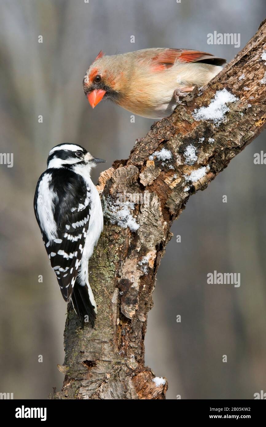 Downy Woodpecker, weiblich (Dryobates pubescens) und weiblich N. Cardinal (cardinalis), E USA, von Skip Moody/Dembinsky Photo Assoc Stockfoto