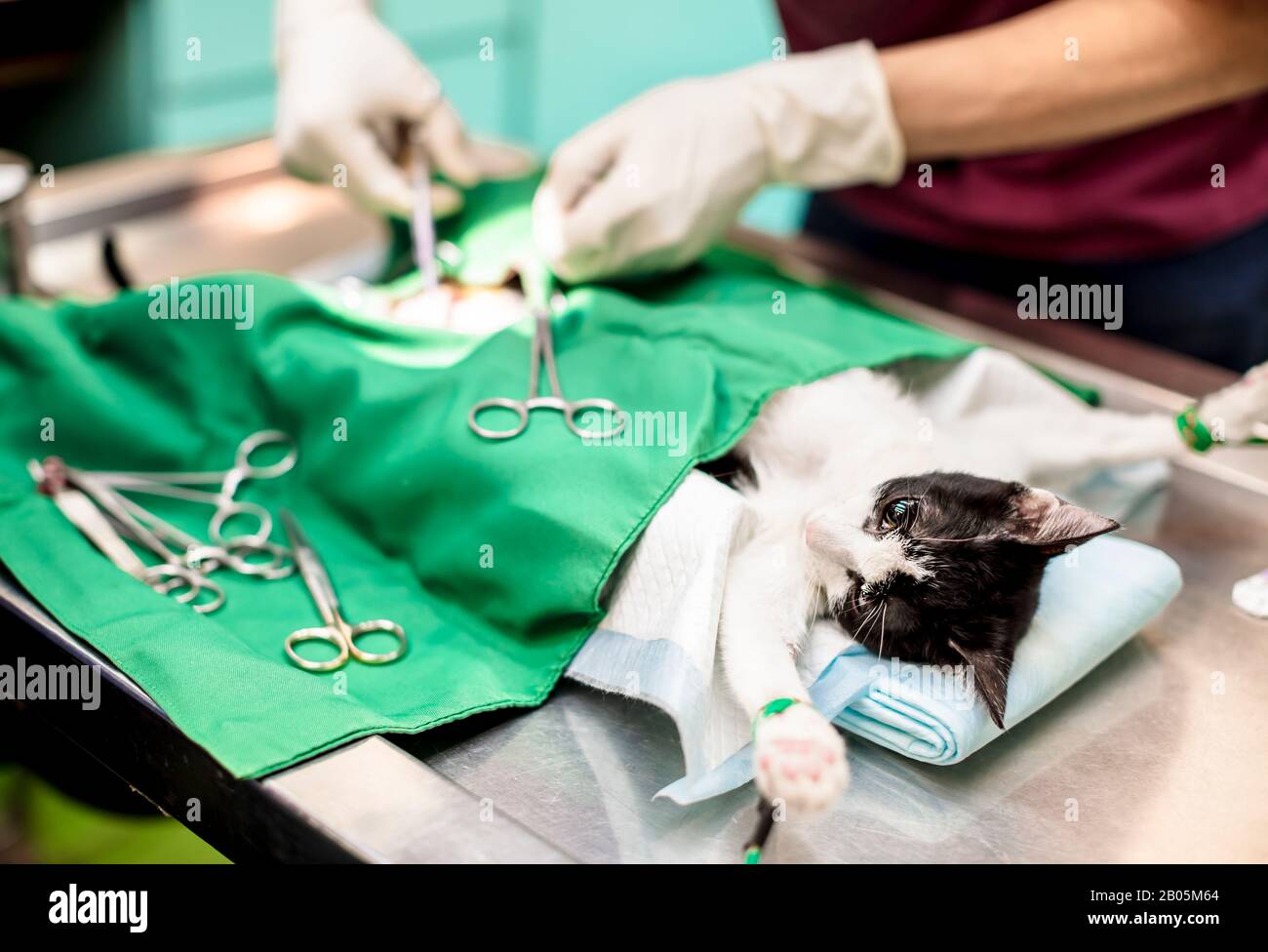 Kat. auf dem Operationstisch und tierärztliche Chirurgie Stockfoto