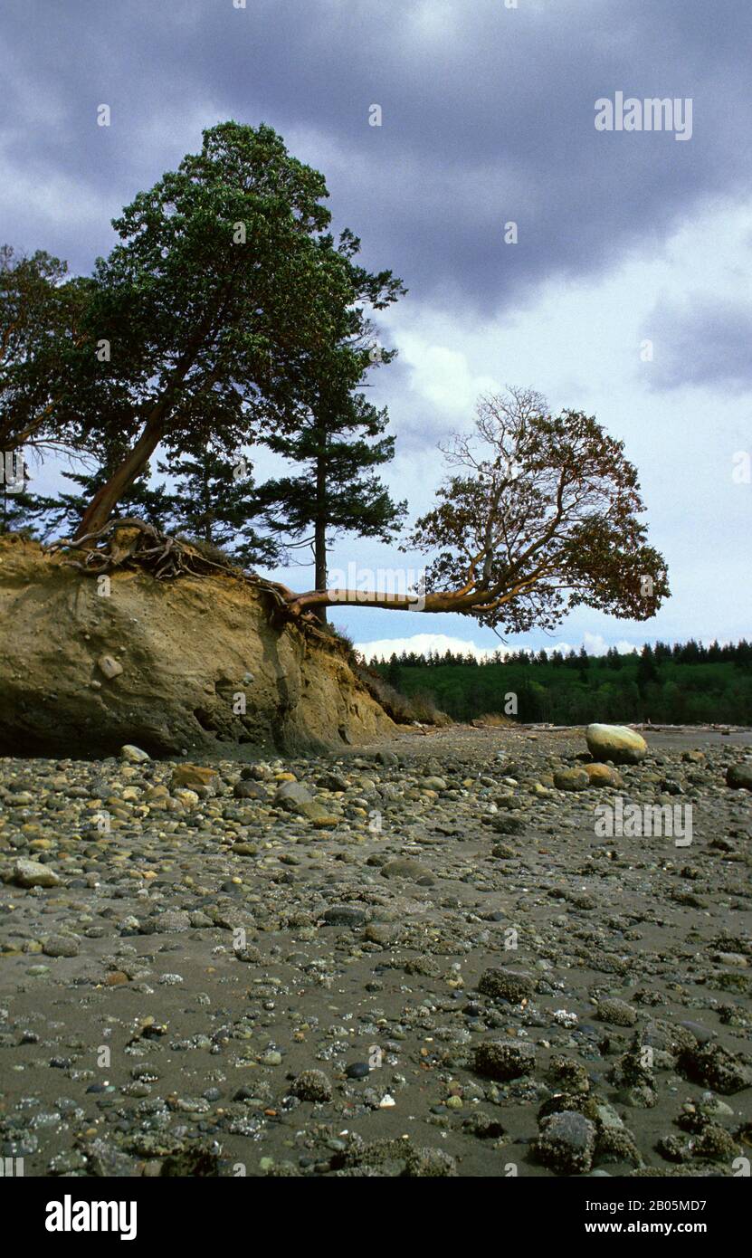 USA, WASHINGTON, FOULWEATHER BLUFF NATURE PRESERVE, PACIFIC MADRONE TREES Stockfoto