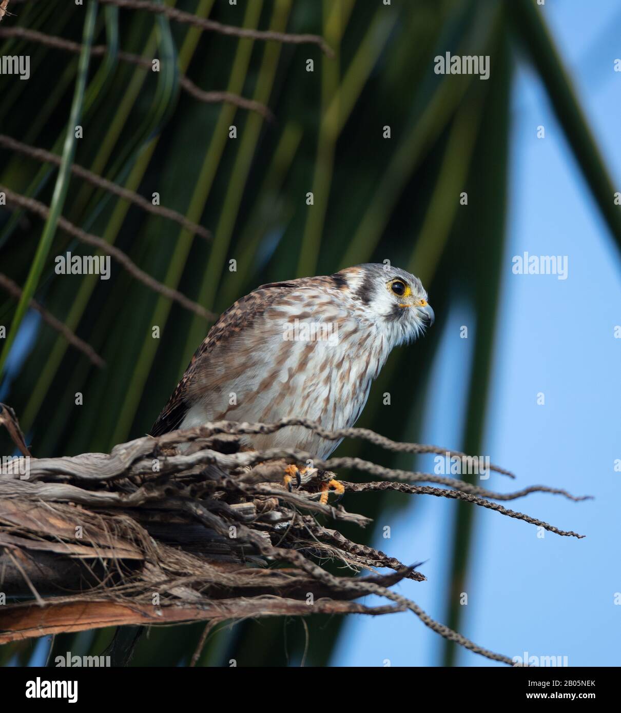 Ein weiblicher Amerikaner Kestrel ruht in einer Palme im Curry Hammock State Park auf Long Point Key, Florida, Marathon Stockfoto