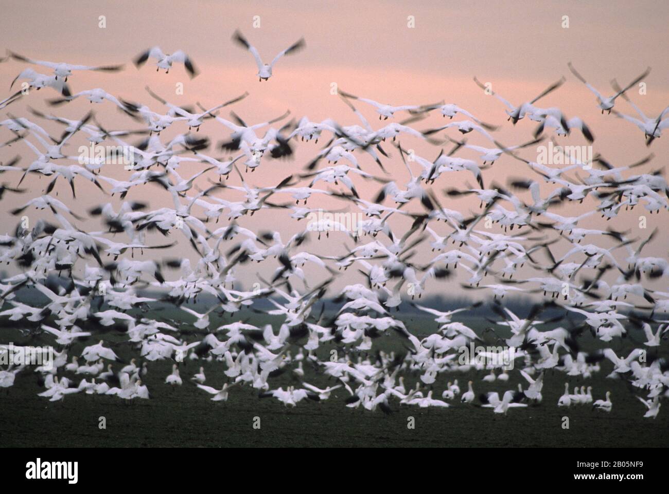 USA, WASHINGTON, SKAGIT RIVER, SCHNEEGÄNSE IM FLUG Stockfoto