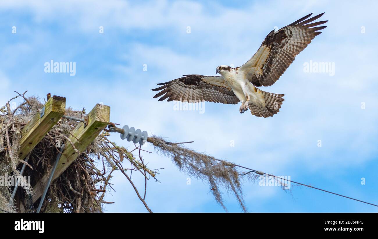 Ein ausgewachsener Osprey (Pandion haliaetus) nähert sich seinem Gelege von Fallwind zur Landung. 16x9 Erntegut. Stockfoto