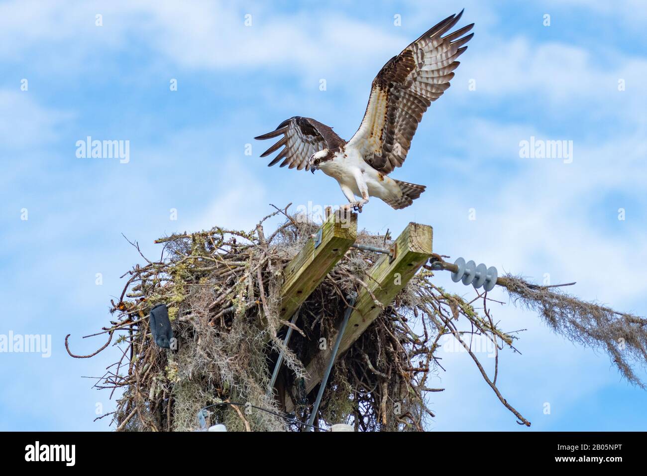 Ein ausgewachsener Osprey (Pandion haliaetus) nähert sich seinem Gelege von Fallwind zur Landung. Stockfoto
