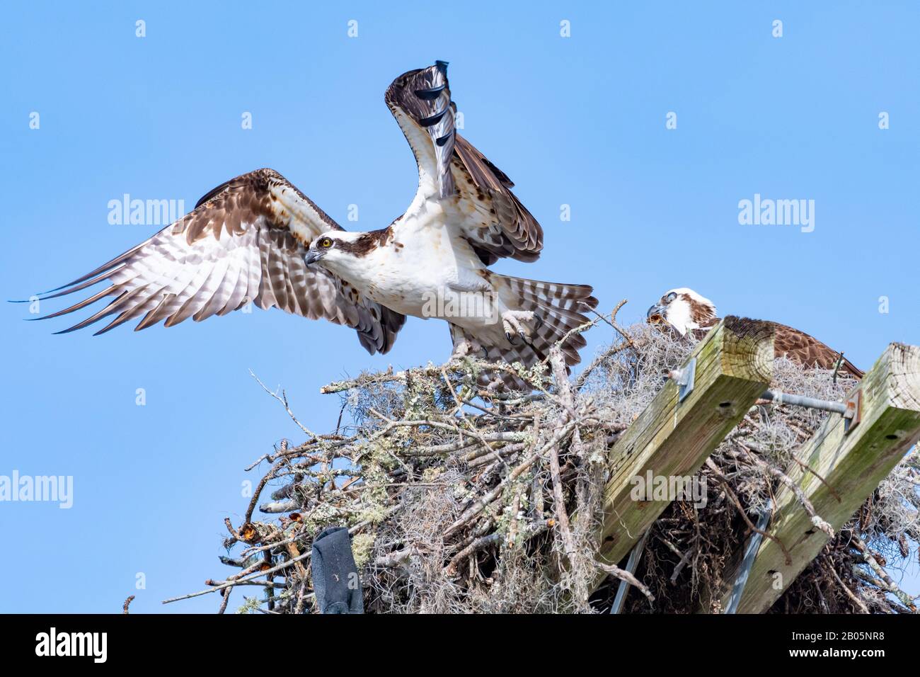 Ein Osprey (Pandion haliaetus) breitet seine Flügel aus, um aus seinem Nest in den Wind zu ziehen. Stockfoto