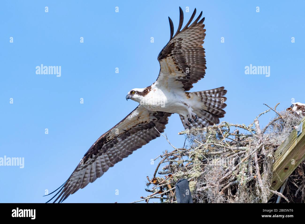 Ein Osprey (Pandion haliaetus) breitet seine Flügel aus, um aus seinem Nest in den Wind zu ziehen. Stockfoto