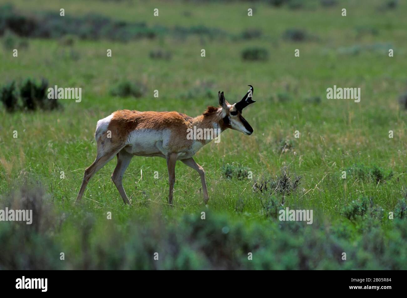 USA, MONTANA, RED ROCK LAKES NATIONAL WILDLIFE REFUGE, PRONGHORN MÄNNLICH (ANTILOCAPRA AMERICANA) Stockfoto