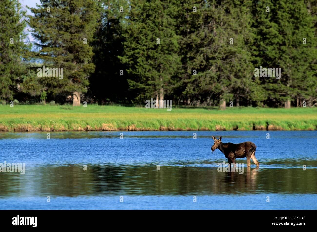 USA, IDAHO, TARGHEE NATIONAL FOREST, HARRYMAN STATE PARK, HENRY'S FORK, MOOSE KUH FÜTTERUNG IM FLUSS Stockfoto