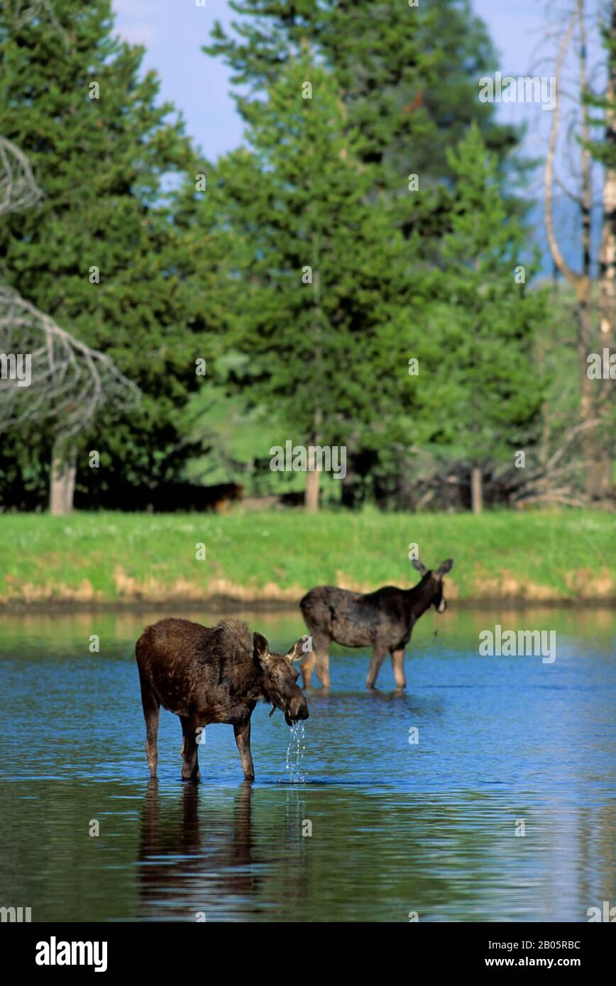 USA, IDAHO, TARGHEE NATIONAL FOREST, HARRYMAN STATE PARK, HENRY'S FORK, ELCHKÜHE, DIE IM FLUSS FÜTTERN Stockfoto