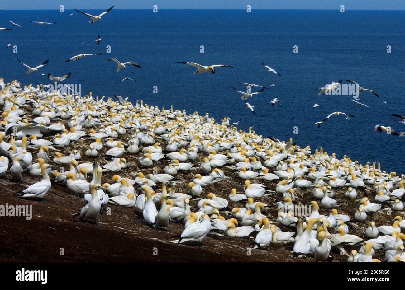KANADA, QUEBEC, GASPE, INSEL BONAVENTURE, KOLONIE GANNET, BRUTVÖGEL Stockfoto