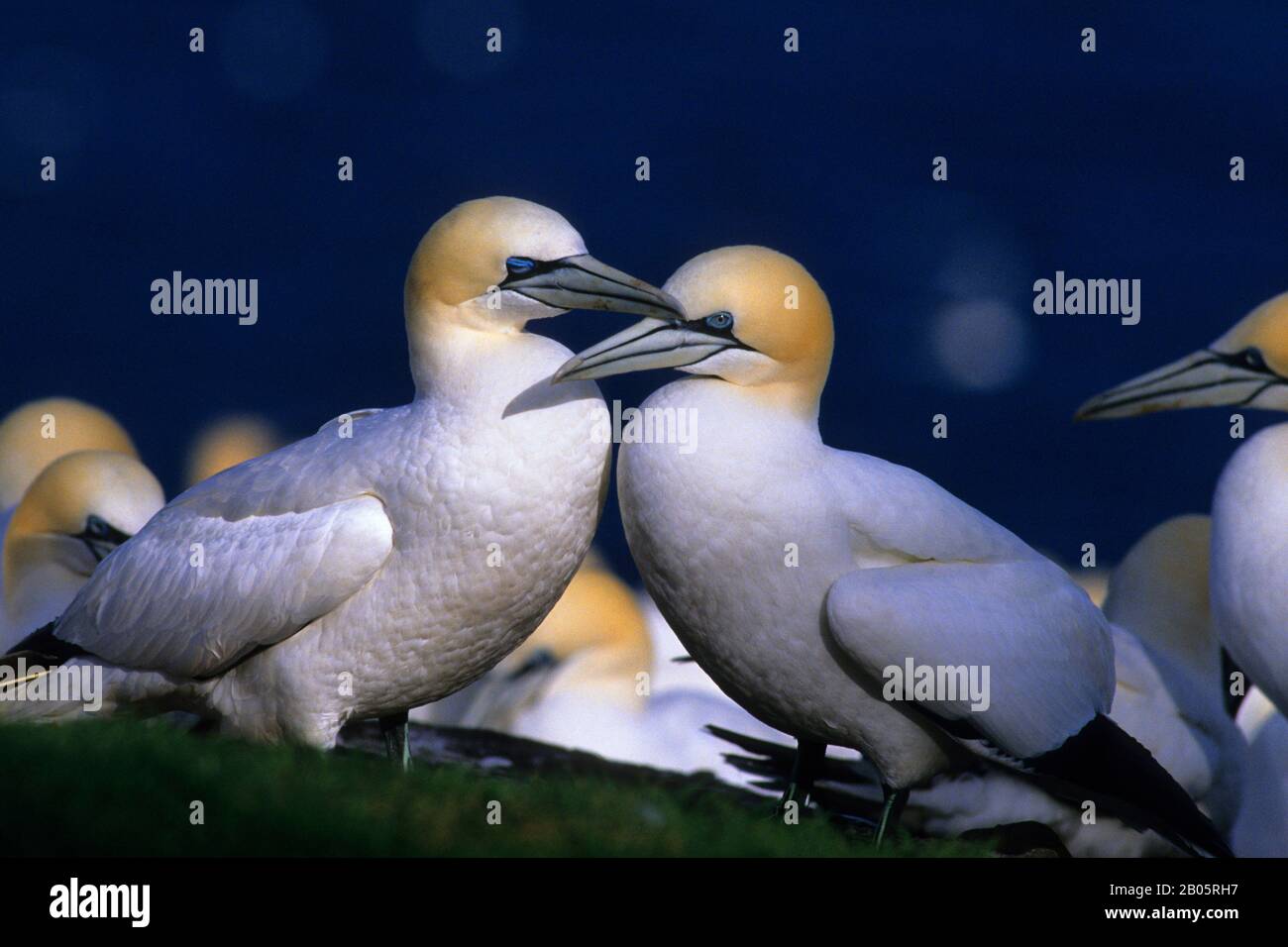 KANADA, QUEBEC, GASPE, INSEL BONAVENTURE, KOLONIE GANNET, GANNETS Stockfoto