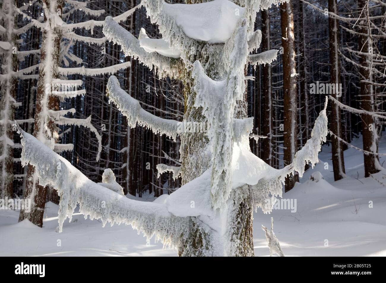 WA17173-00...WASHINGTON - Schnee bedeckt Bäume in den Issaquah Alpen. Stockfoto