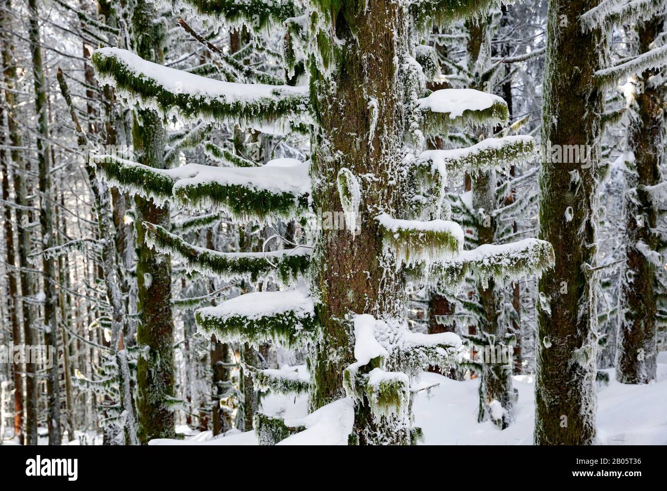 WA17174-00...WASHINGTON - mit Schnee bedeckte Bäume in den Isaquah-Alpen. Stockfoto