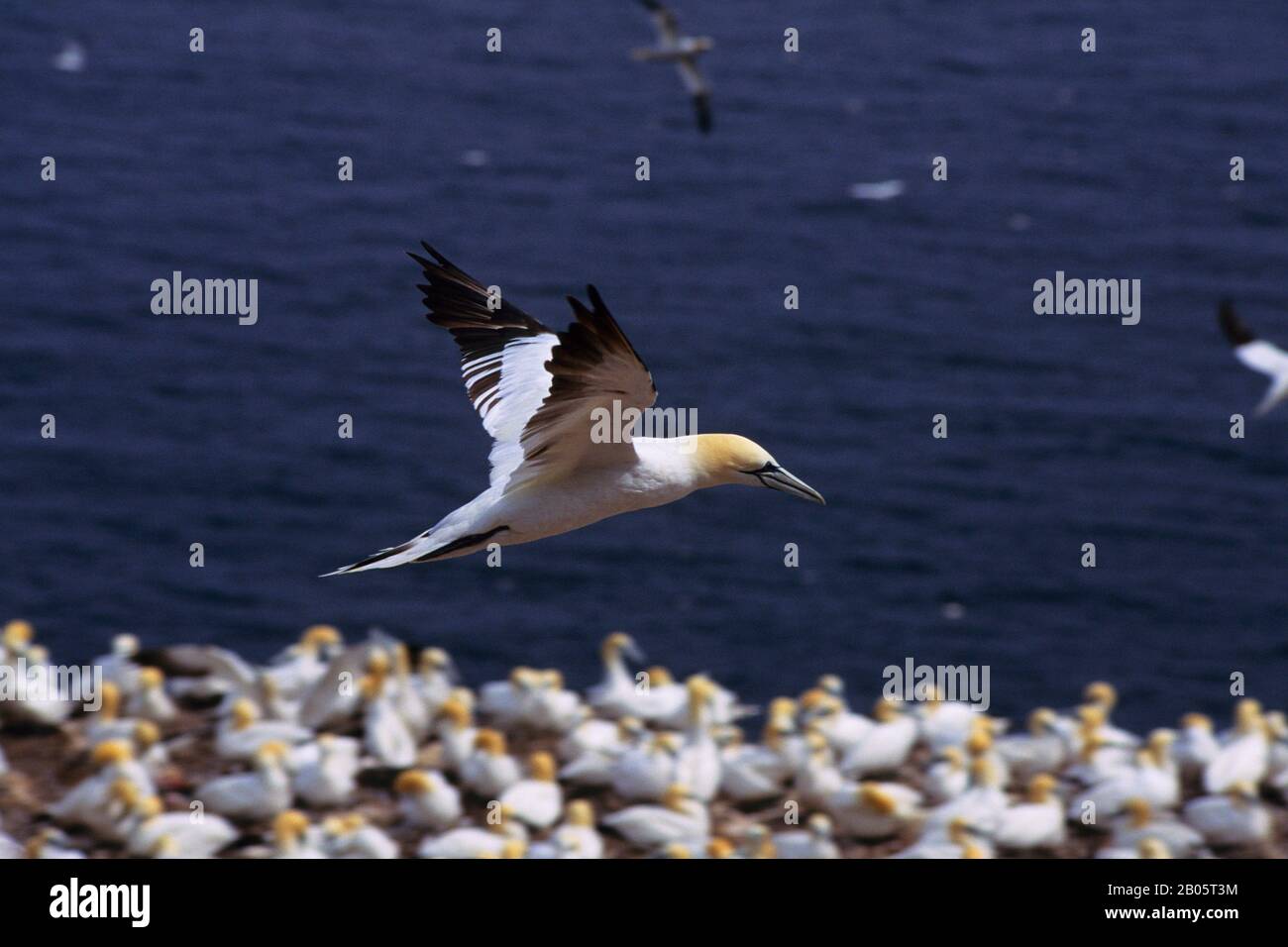KANADA, QUEBEC, GASPE, BONAVENTURE IST., GANNETS, GANNET FLIEGEN ÜBER DIE KOLONIE Stockfoto