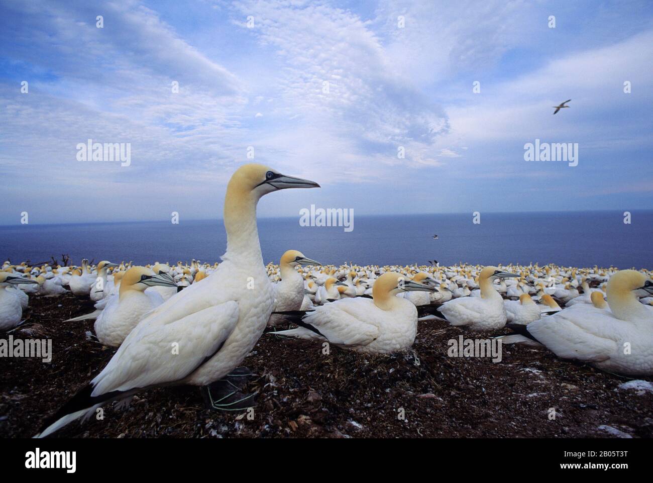 KANADA, QUEBEC, GASPE, BONAVENTURE IST., GANNET-KOLONIE, VÖGEL BEBRÜTEN Stockfoto