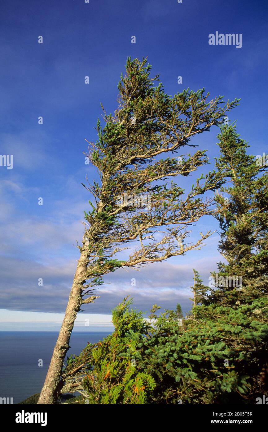 KANADA, QUEBEC, GASPE, IN DER NÄHE VON PERCE, VOM WIND GEFORMTE FICHTE Stockfoto