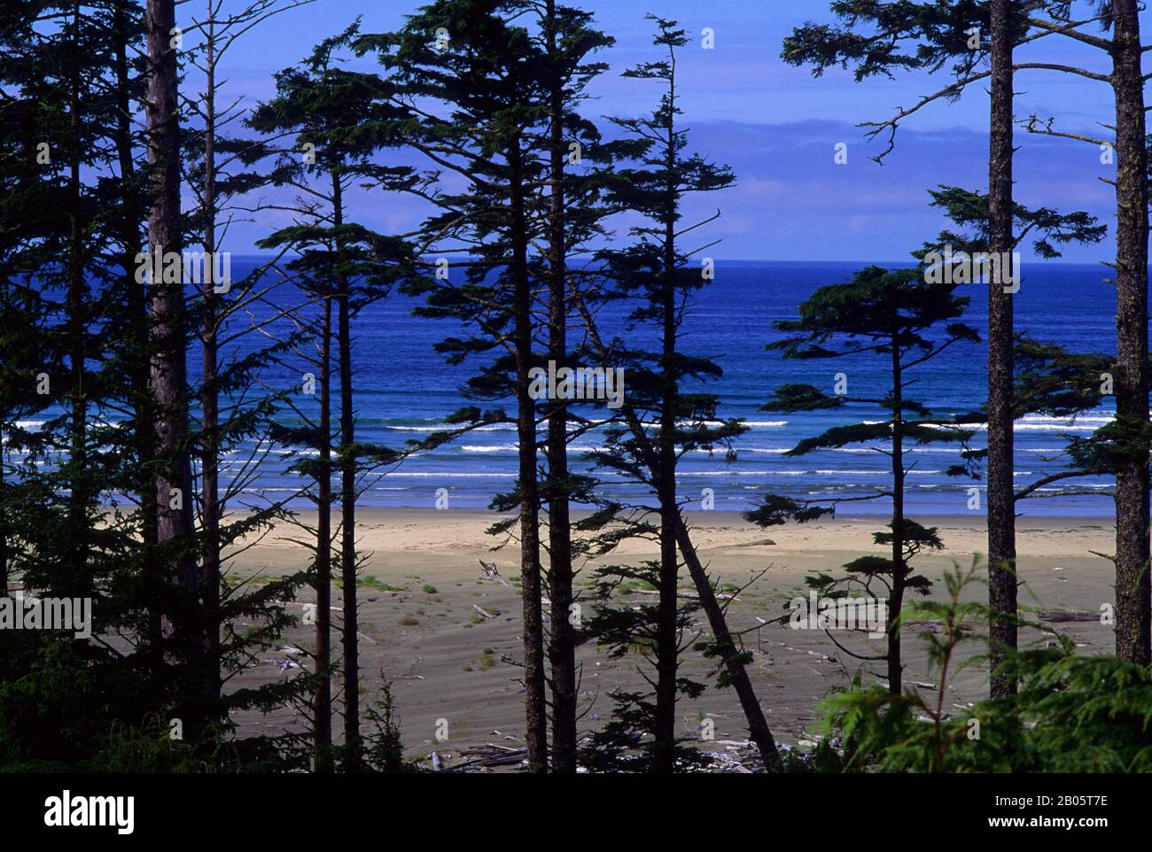 KANADA, BC, VANCOUVER IST. PACIFIC RIM N.P., BLICK AUF DEN LANGEN STRAND Stockfoto