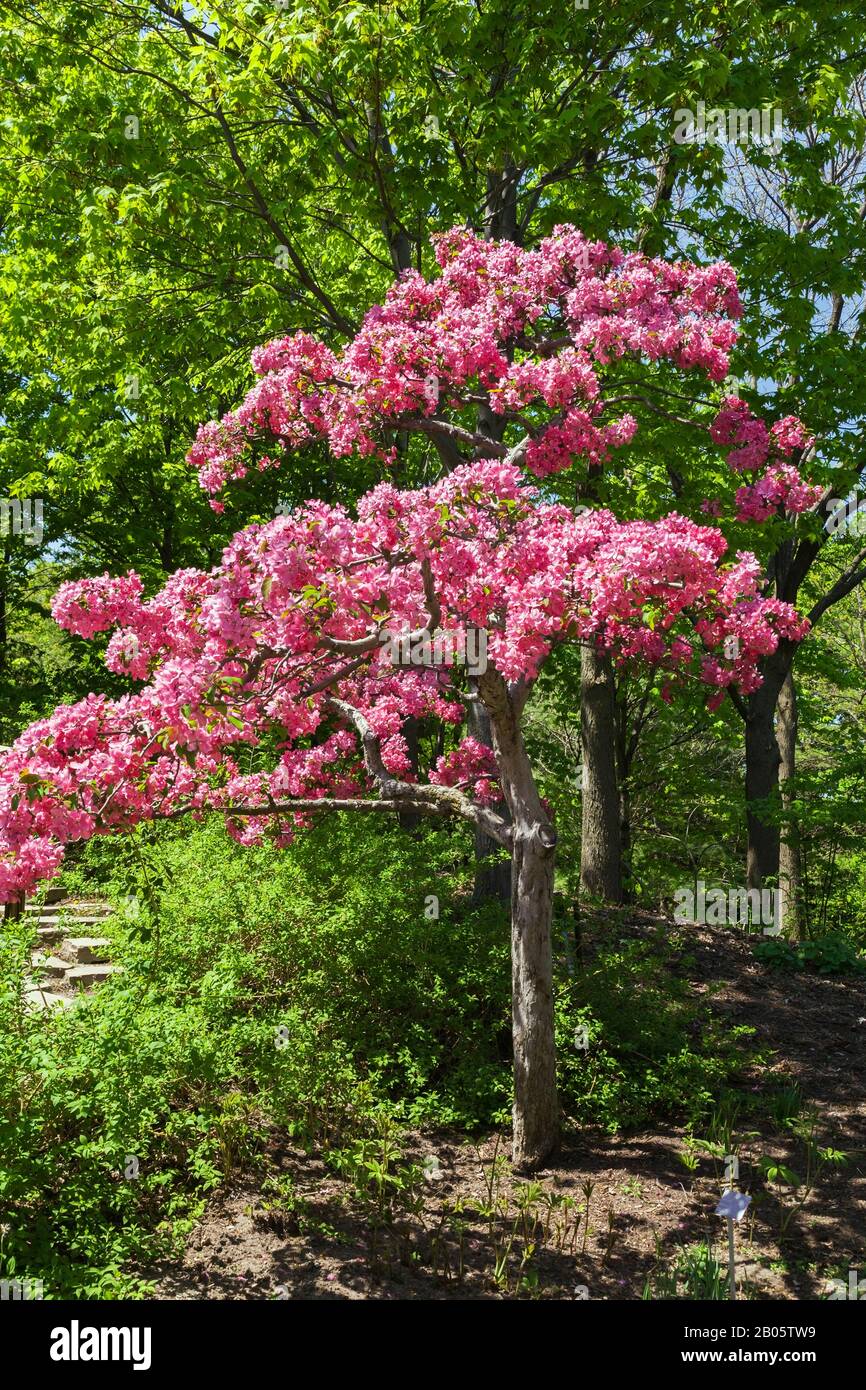 Rosa blühender Malus 'Henrietta Crosby' - Apfelbaum im chinesischen Garten im Frühling, Montreal Botanical Garden, Quebec, Kanada Stockfoto