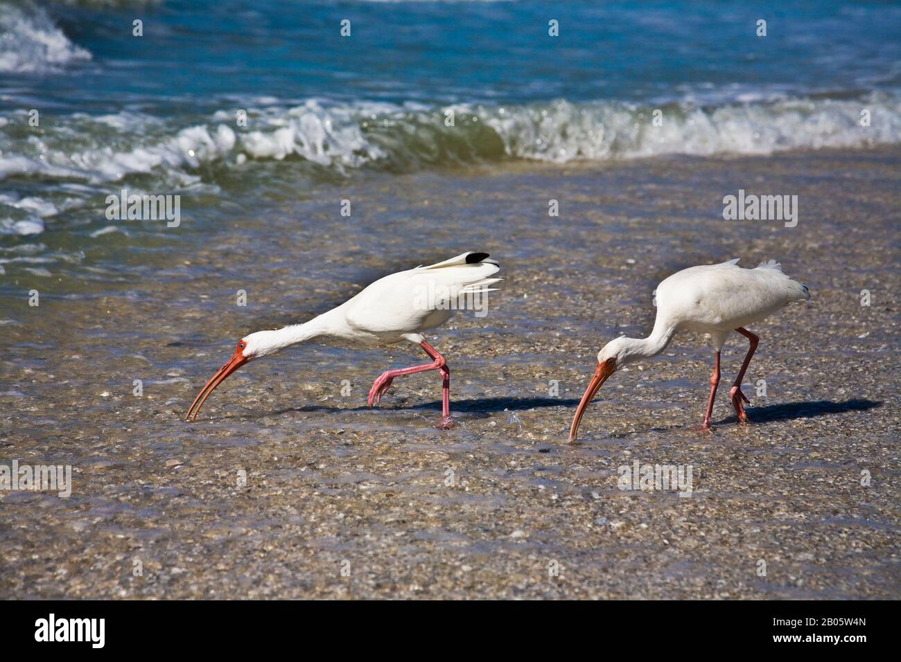 Zwei große Weiße Reiher an einem Strand in Sanibel Island, Florida, USA, humorvolle Küste, lustige Tiere Stockfoto