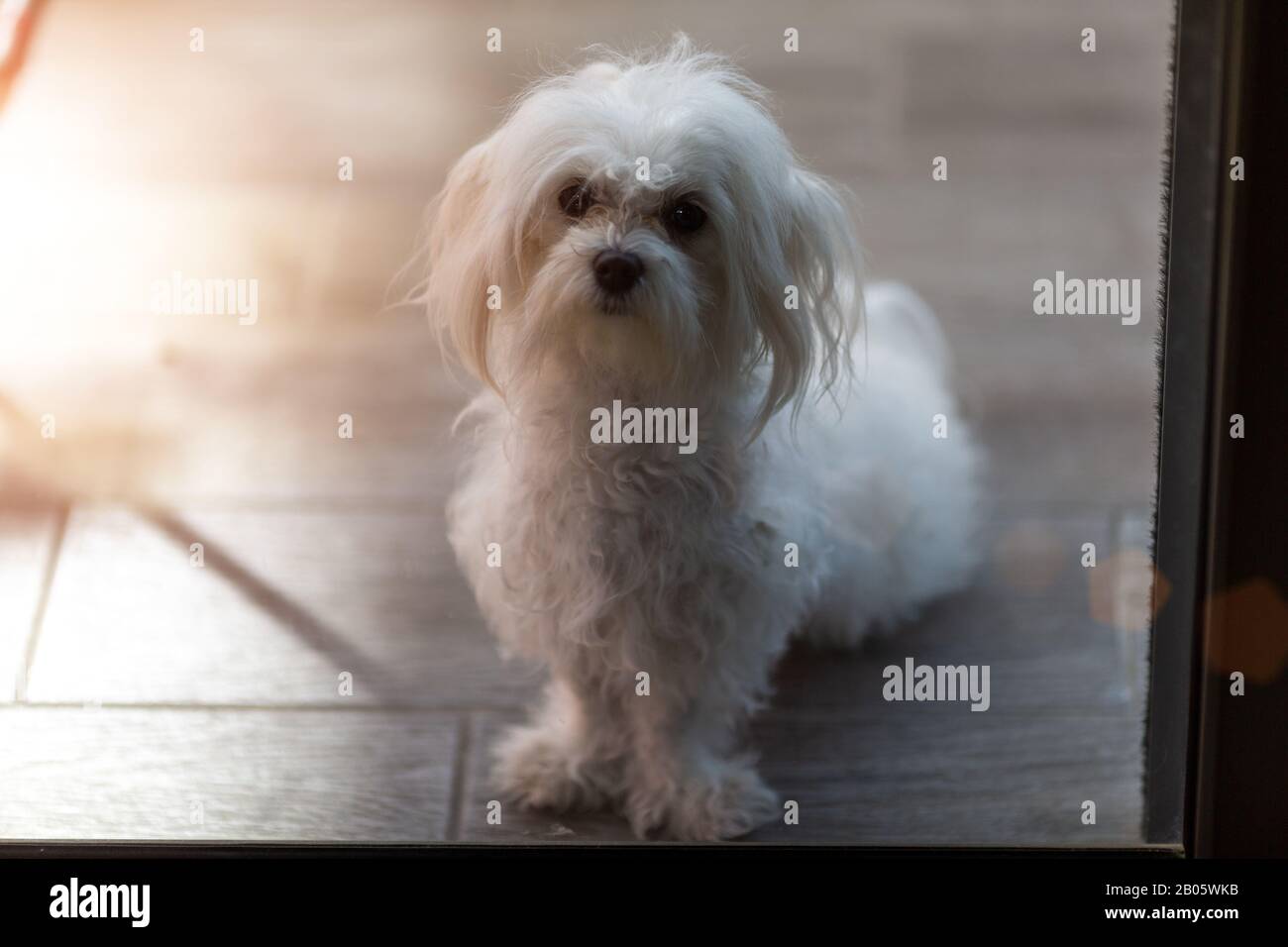 Kleiner Hund, der durch den Balkon zur Straße blickt Stockfoto