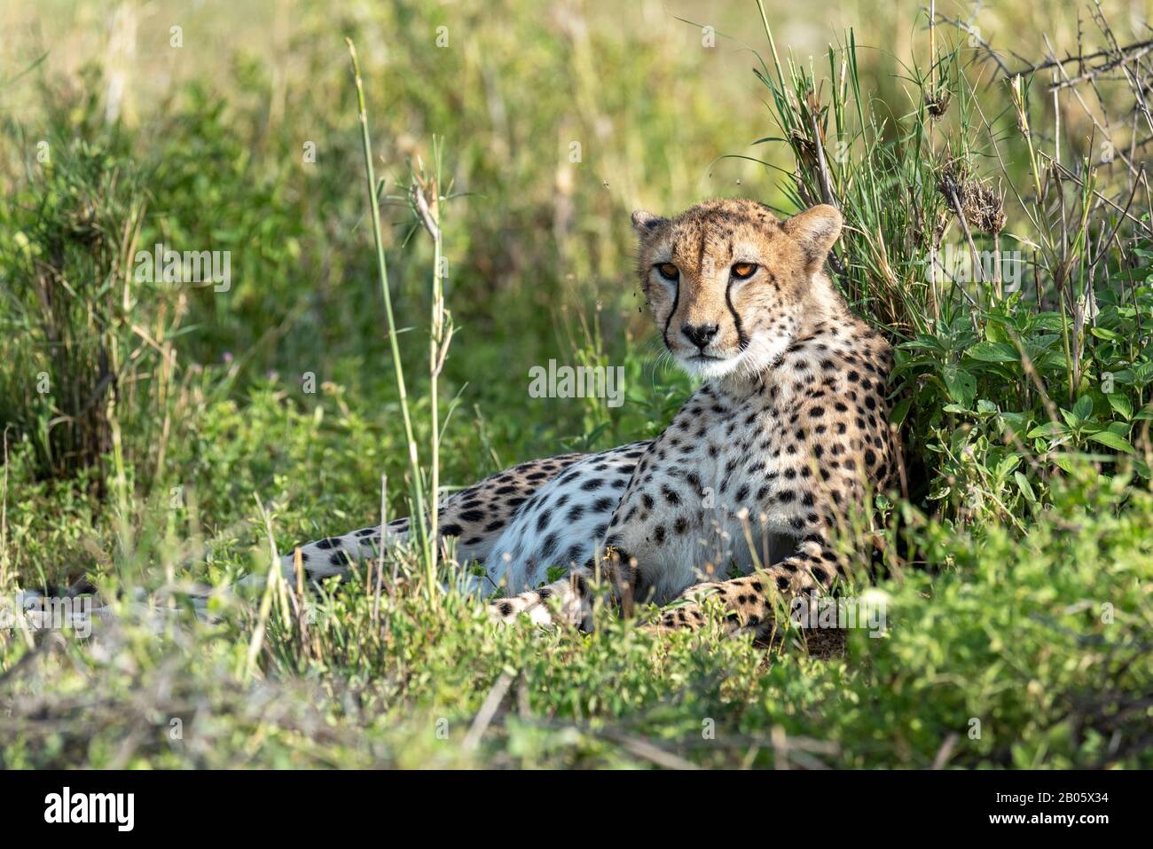 Schwangere Cheetah mit Ohren zurück Stockfoto