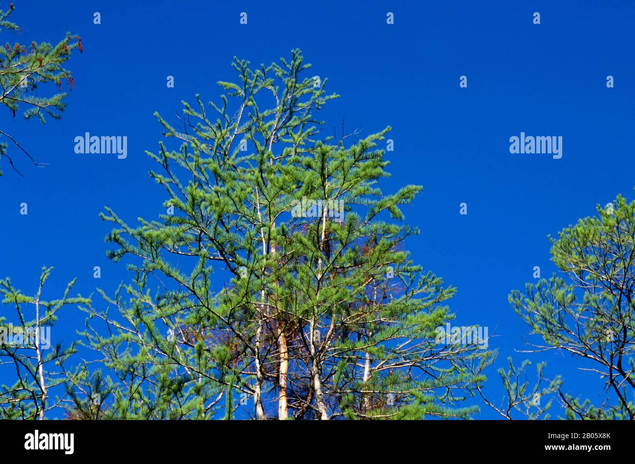 USA, GEORGIA, OKEFENOKEE SUMPF PARK, CYPRESS TREE Stockfoto