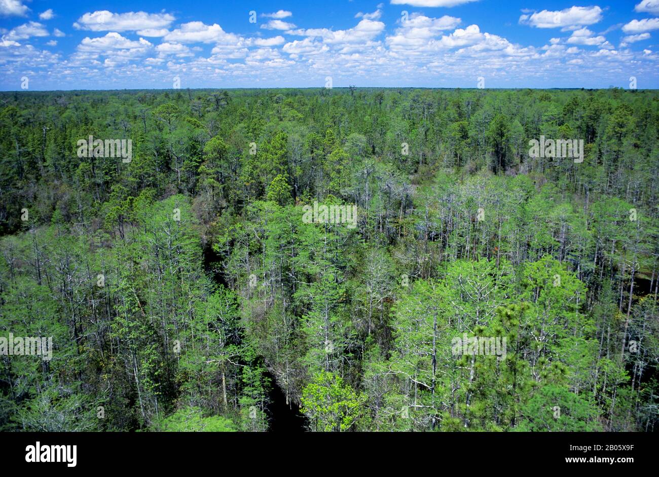 USA, GEORGIA, OKEFENOKEE SUMPF PARK, ÜBERSICHT Stockfoto