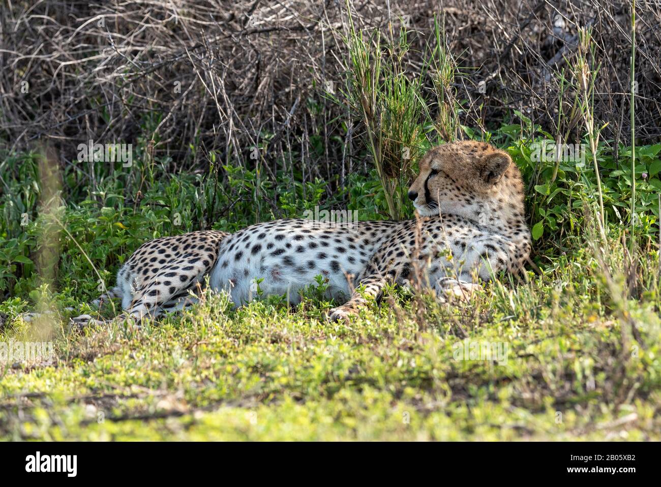 Schwangere Cheetah versteckt sich in Sichtweite Stockfoto