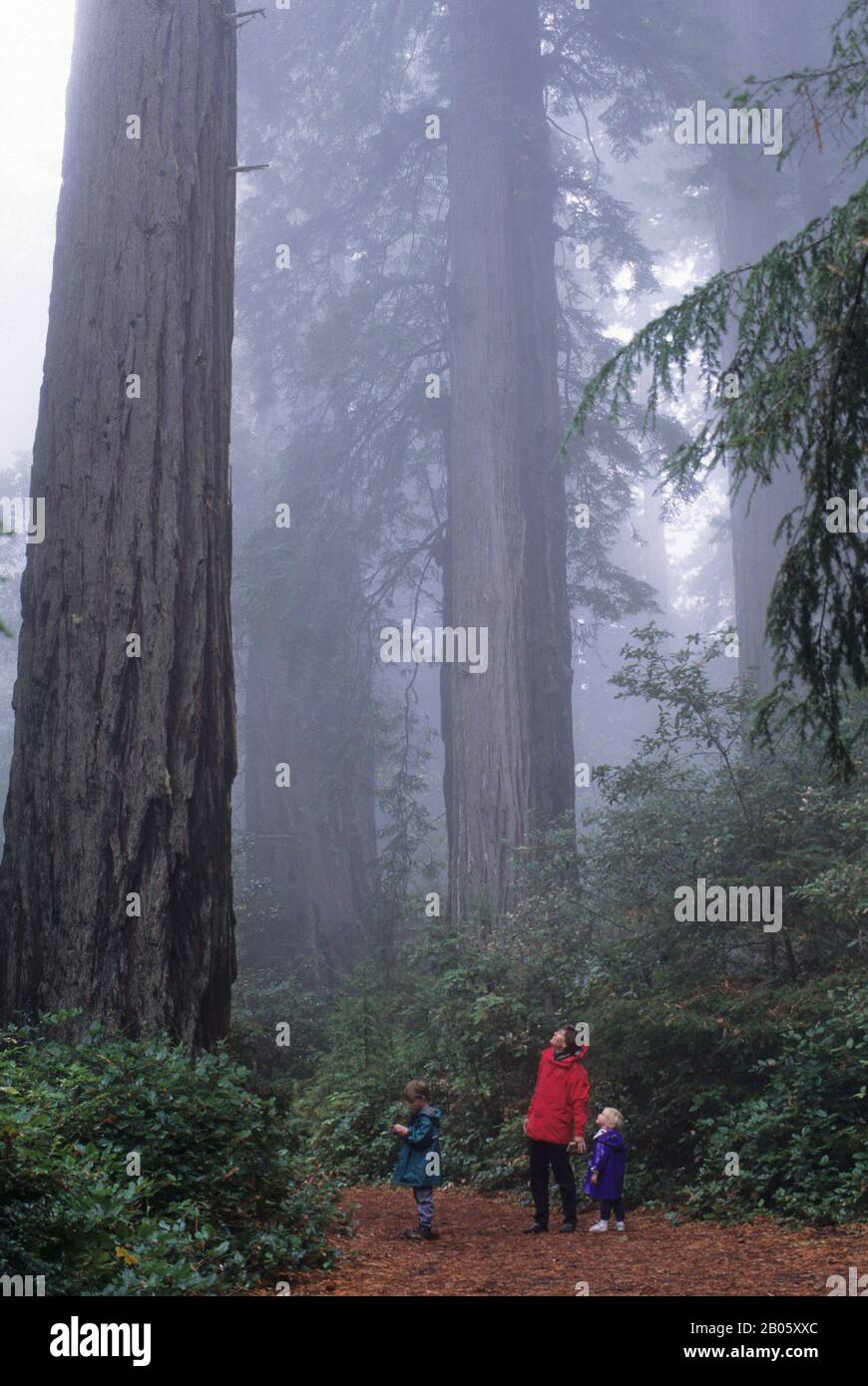 USA, NORDKALIFORNIEN, REDWOOD NP, LADY BIRD JOHNSON GROVE, REDWOOD TREES, PERSON, VERÖFFENTLICHT Stockfoto