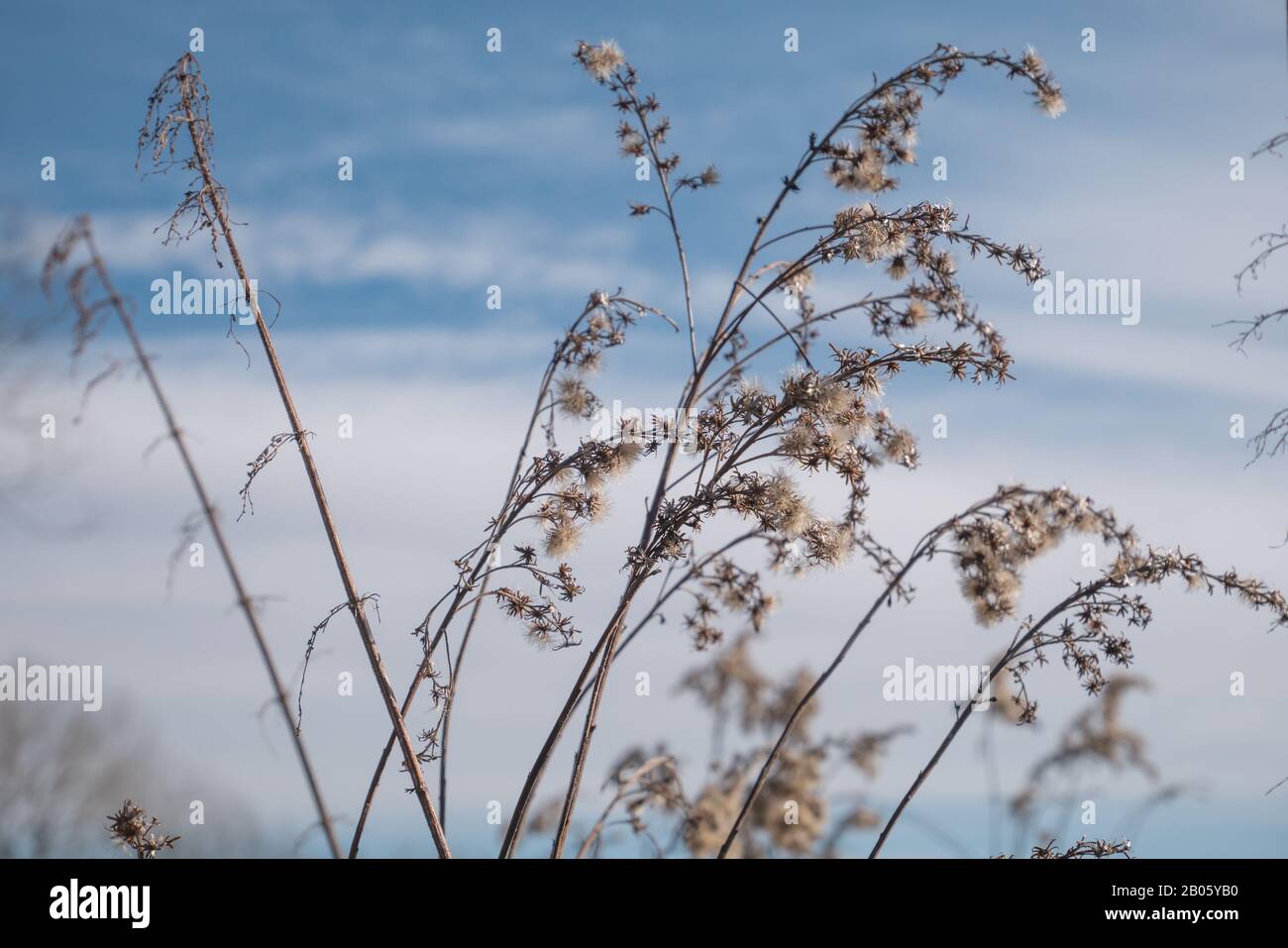 Reed-Gras steht gegen einen blau-weißen Himmel. Beute von Schilfgras in einem verfetteten. Stockfoto