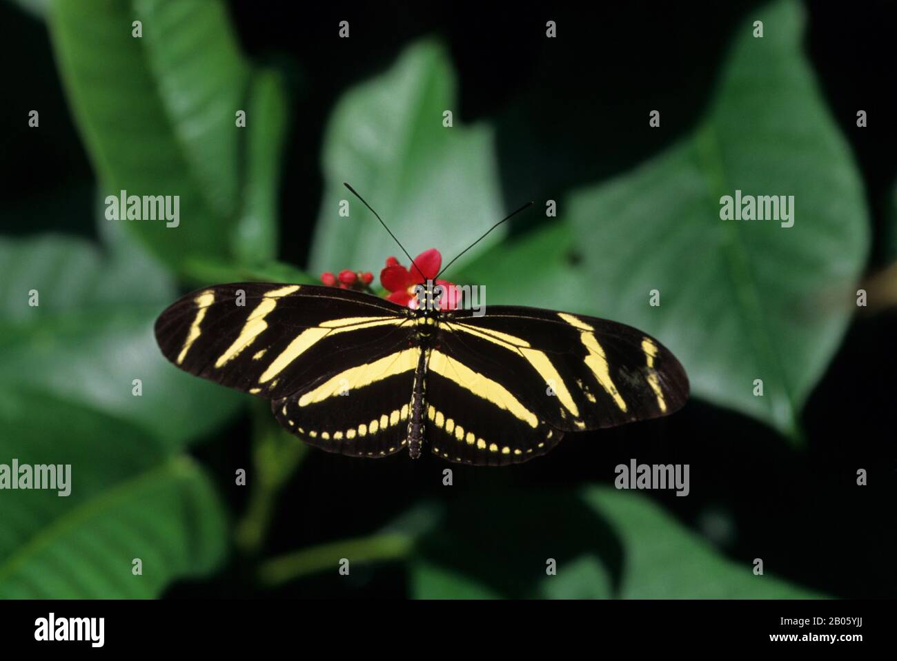 Nordamerika, NORDAMERIKA, Kanada, Kanada, Kanada, ONTARIO, ONTARIO, ONTARIO KANADA, Niagara am See, NIAGARA-ON-THE-LAKE, Schmetterling, SCHMETTERLINGSGÄRTEN, inse Stockfoto