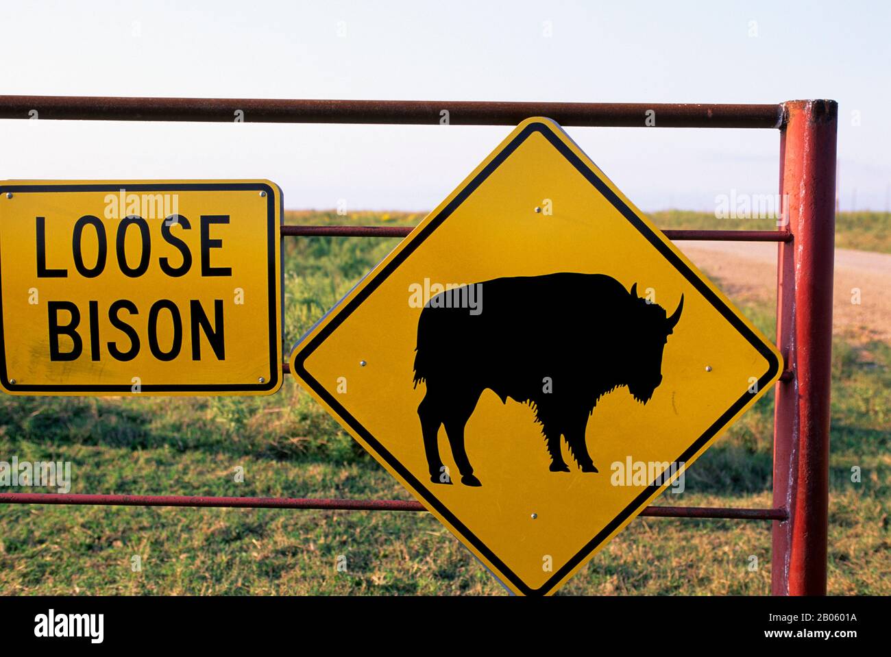 OKLAHOMA, IN DER NÄHE VON PAWHUSKA, DEM TALGRASS PRAIRIE PRESERVE VON NATURE CONSERVANCY, LOCKERES BISON SCHILD Stockfoto