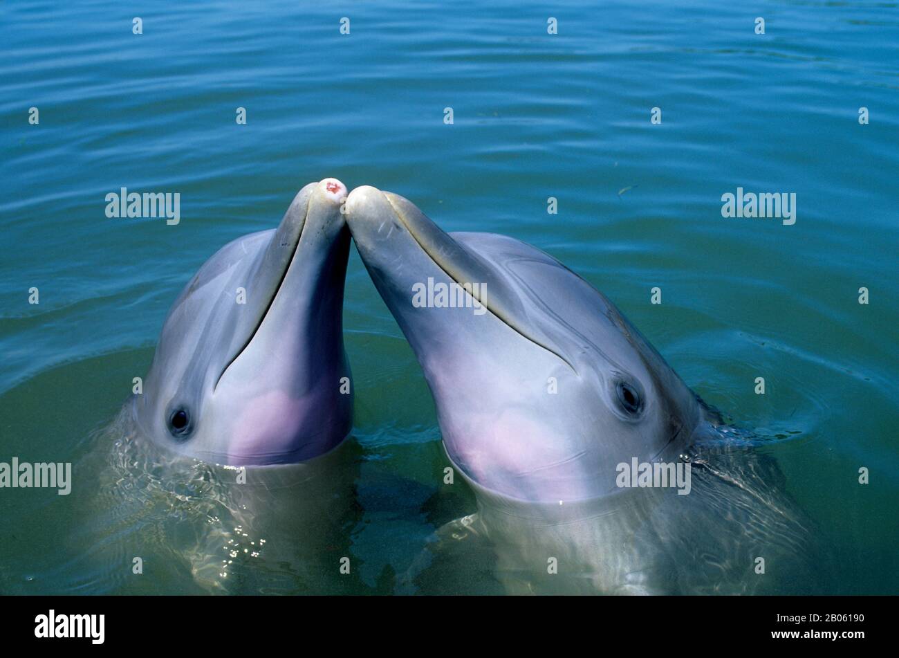 USA, FLORIDA, GRAS-KEY, DOLPHIN FORSCHUNGSZENTRUM, GROSSE TÜMMLER IM ATLANTIK Stockfoto