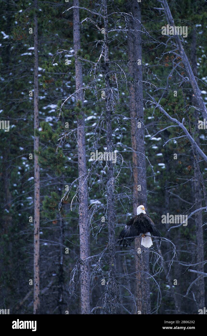 USA, WYOMING, YELLOWSTONE-NATIONALPARK, KAHLADLER IN BAUM SITZEND, WINTERSZENE Stockfoto